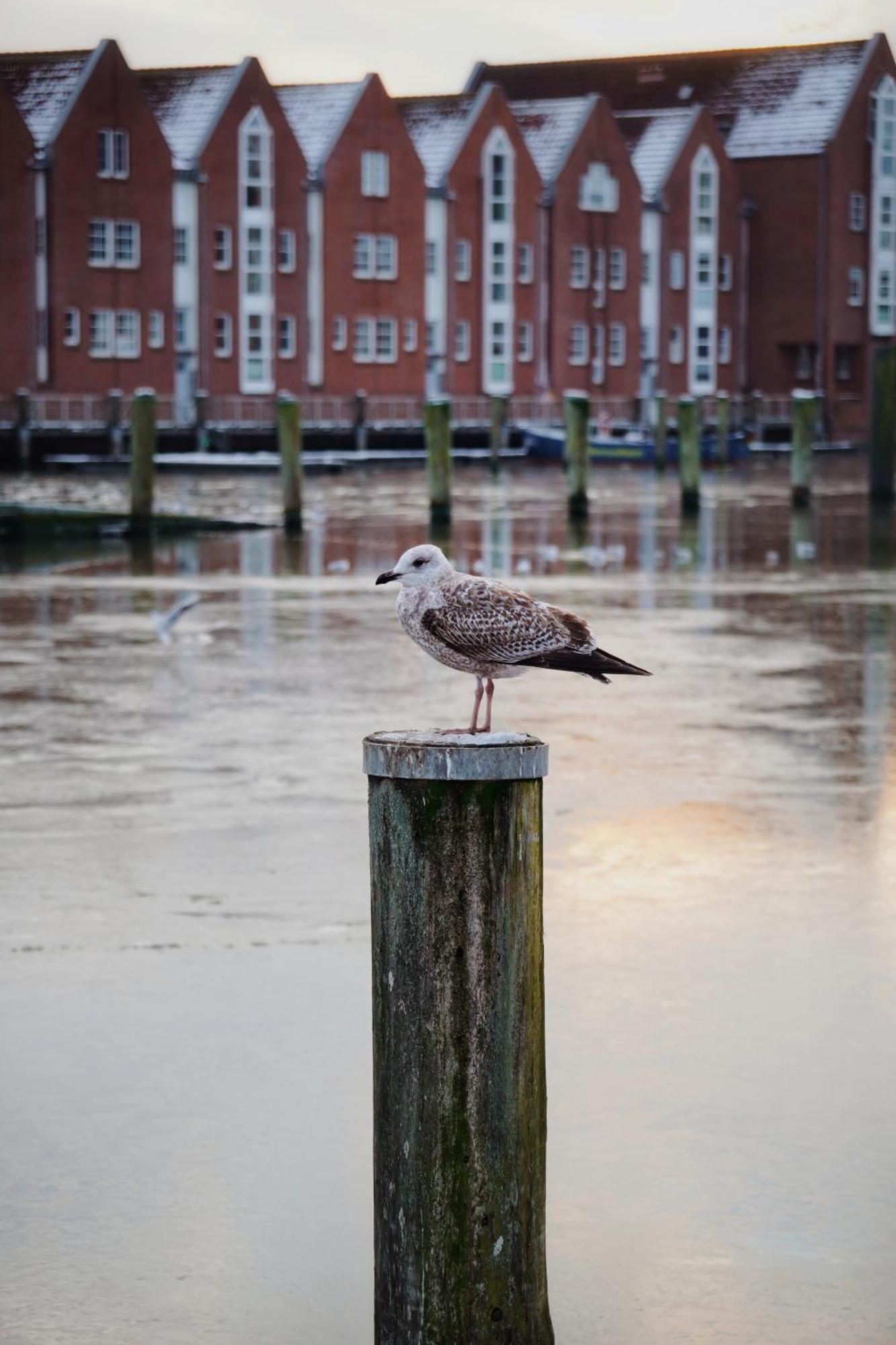 Appartamento Ferienhus #2 Nordfriesland Mildstedt Esterno foto